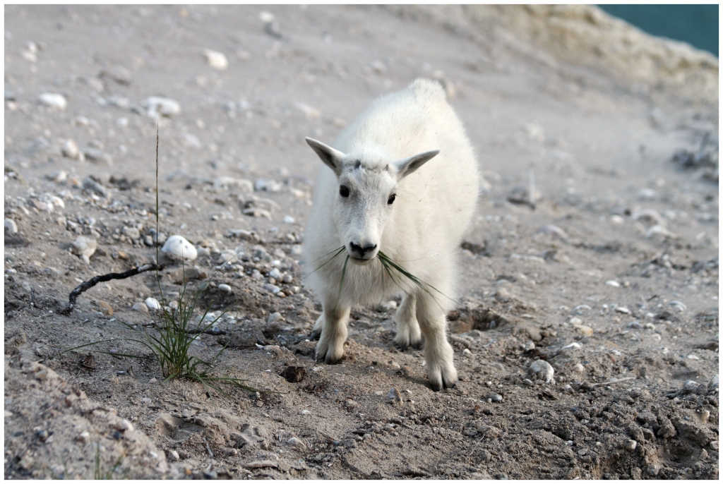06 - Icefields Parkway (22) - Mountain Goat.jpg